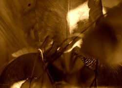 Sepia