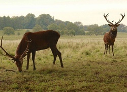 Oryginalny obrazek