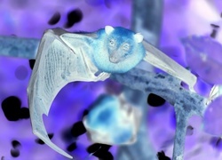 Negatyw