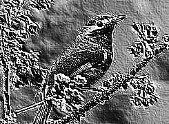 Skamielina