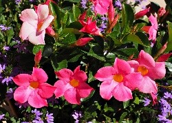 Oryginalny obrazek