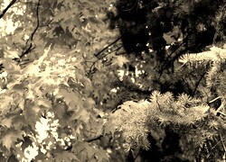 Szary + Sepia