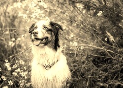 Szary + Sepia