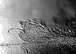Skamielina