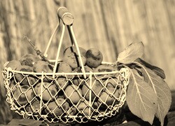 Szary + Sepia