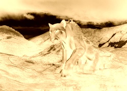 Sepia + Negatyw