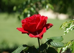 Oryginalny obrazek