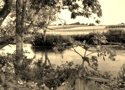 Sepia