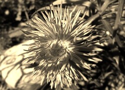 Szary + Sepia