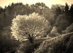 Sepia