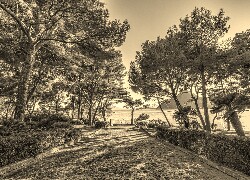 Szary + Sepia