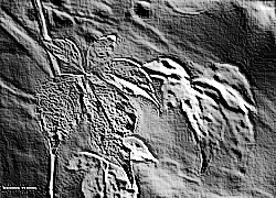 Skamielina