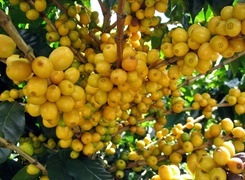 Oryginalny obrazek