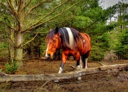 Oryginalny obrazek