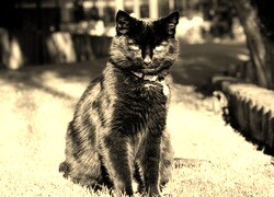 Szary + Sepia