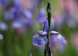 Oryginalny obrazek