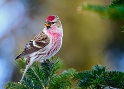 Oryginalny obrazek