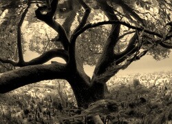 Szary + Sepia
