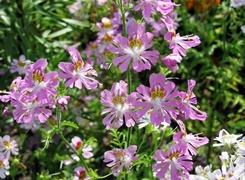 Oryginalny obrazek