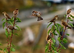 Oryginalny obrazek