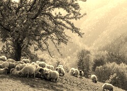 Sepia