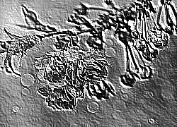 Skamielina