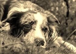 Szary + Sepia