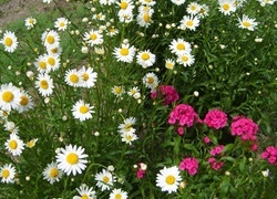 Oryginalny obrazek
