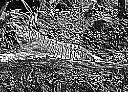 Skamielina