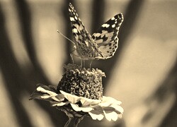 Szary + Sepia
