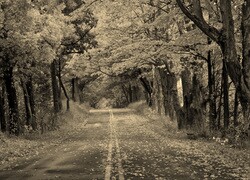 Szary + Sepia