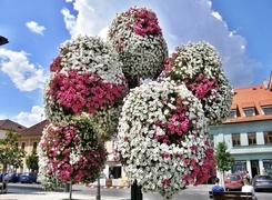 Oryginalny obrazek