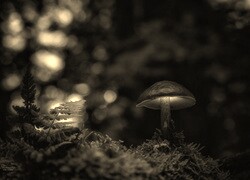 Sepia