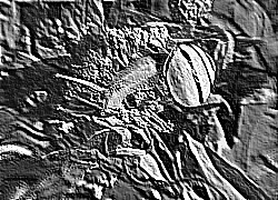 Skamielina