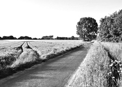 Szary + Sepia