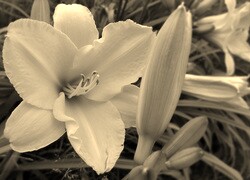 Szary + Sepia