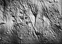 Skamielina