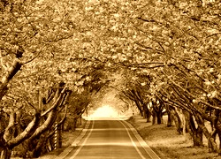 Sepia