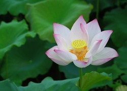 Oryginalny obrazek
