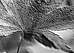 Skamielina