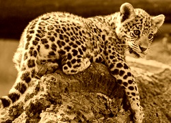 Sepia