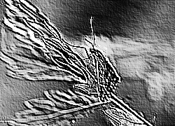 Skamielina