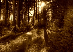Sepia
