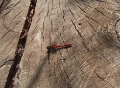 Oryginalny obrazek