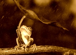 Sepia