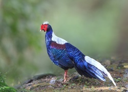 Oryginalny obrazek