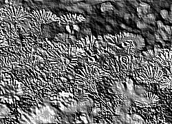 Skamielina