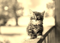 Szary + Sepia