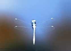 Negatyw
