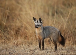 Oryginalny obrazek